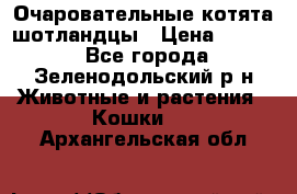 Очаровательные котята шотландцы › Цена ­ 2 000 - Все города, Зеленодольский р-н Животные и растения » Кошки   . Архангельская обл.